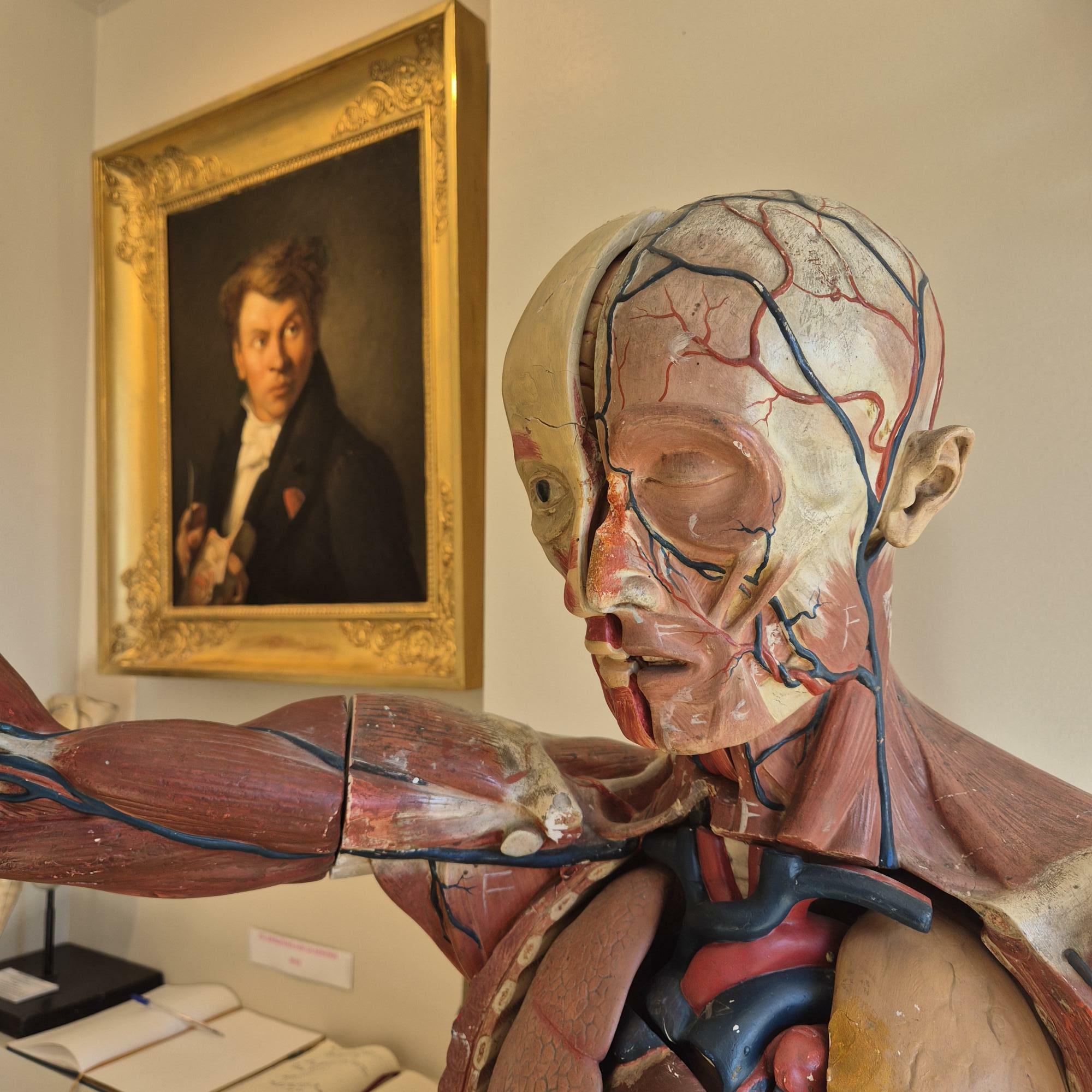Écorché d'Anatomie - Musée Le Neubourg