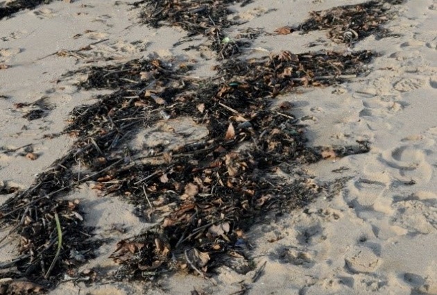 La p'tite visite : la laisse de mer