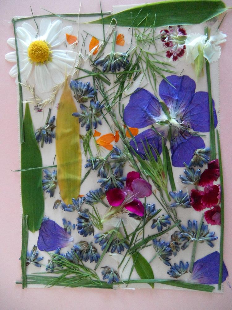 Atelier « mon petit herbier »