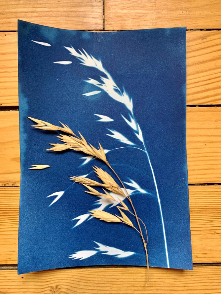 Atelier « cyanotype » 