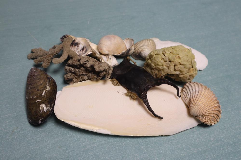 La p'tite visite : la laisse de mer