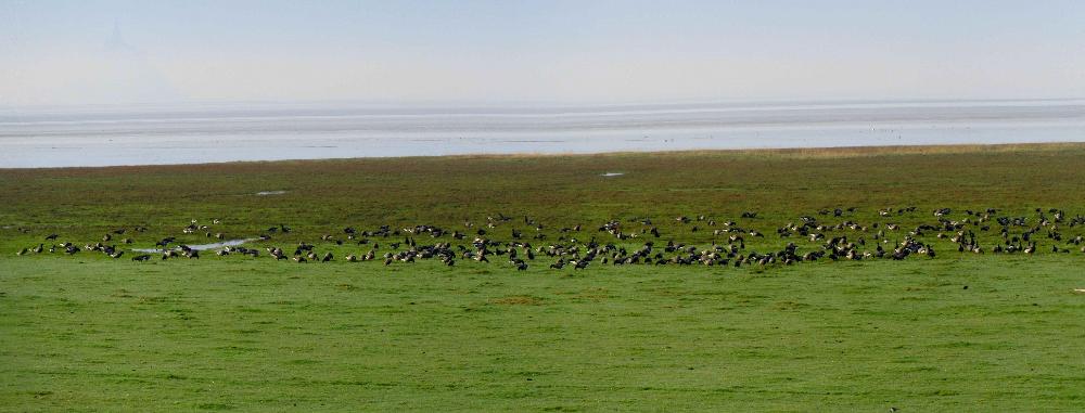 La p'tite visite : les oiseaux de la Baie