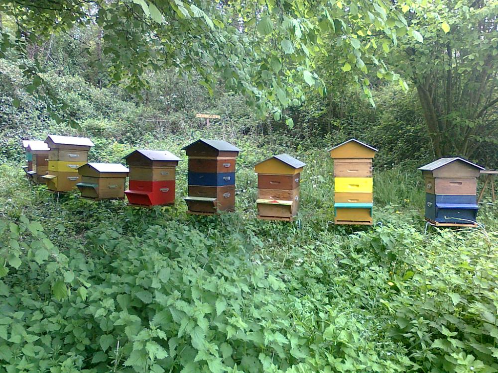 Semaine de l'apiculture 2024
