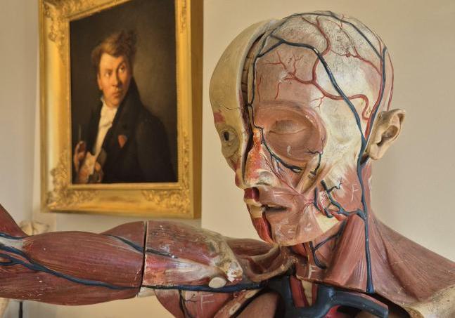 Écorché d'Anatomie - Musée Le Neubourg