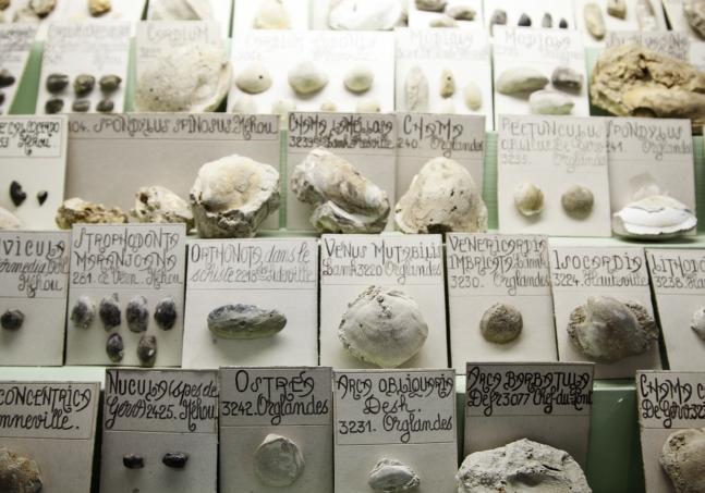 Coquillages du Museum Liais