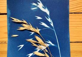 Atelier « cyanotype » 