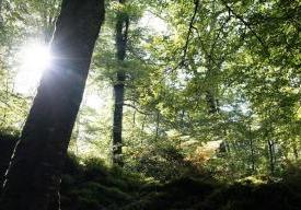REGARD SUR LES FORETS NORMANDES