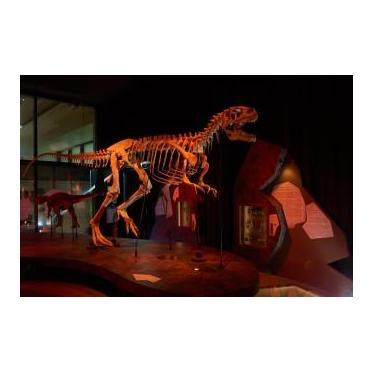 Visite guidée Dinosaures de Normandie