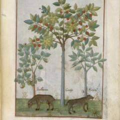 Découverte de l'illustration botanique