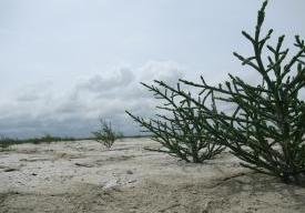 Salicorne et compagnie…