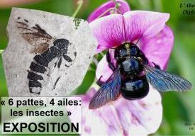 6 pattes, 4 ailes: Les Insectes au passé et au présent