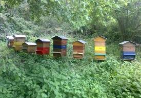 Semaine de l'apiculture 2024